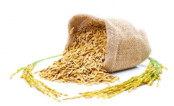 paddy seed (Dhaan)​ Product Image