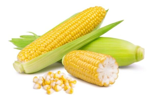 Maize seed (makka)​ Product Image