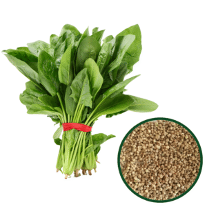 Spinach Seeds (Palak)