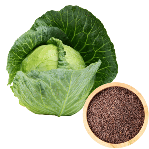 Cabbage Seeds  (Patta Gobhi)