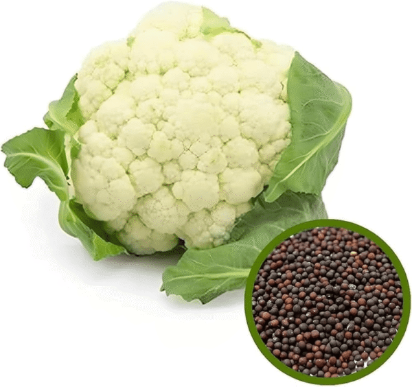 Cauliflower Seeds  (Fool Gobhi)