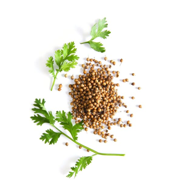 Corriander Seed   (Dhaniya)